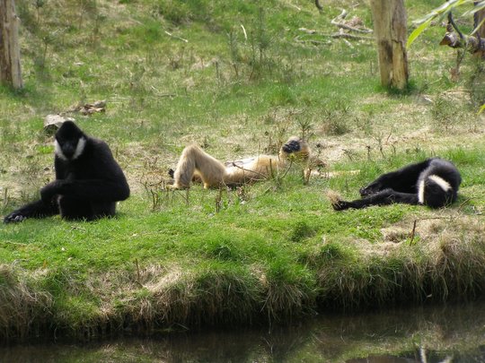 Beekse Bergen: Lekker in het zonnetje