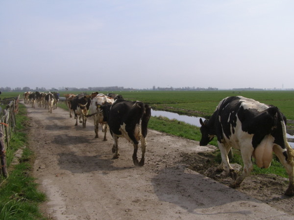 Koeiendans: In optocht